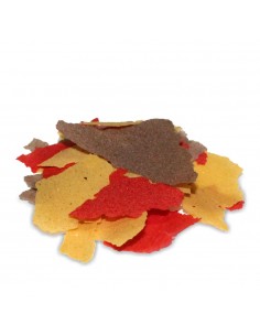 Peces de acuario comunes 2