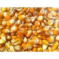 Maiz-americano-cereales-palomos-gallinas 2