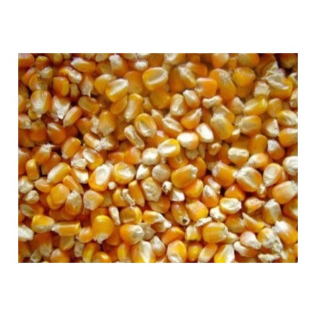 Maiz-Palomero-cereales-palomos-deportivos-competición